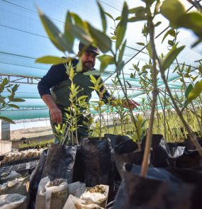 'Mangrove Forest' against global warming and climate change in Iraq
