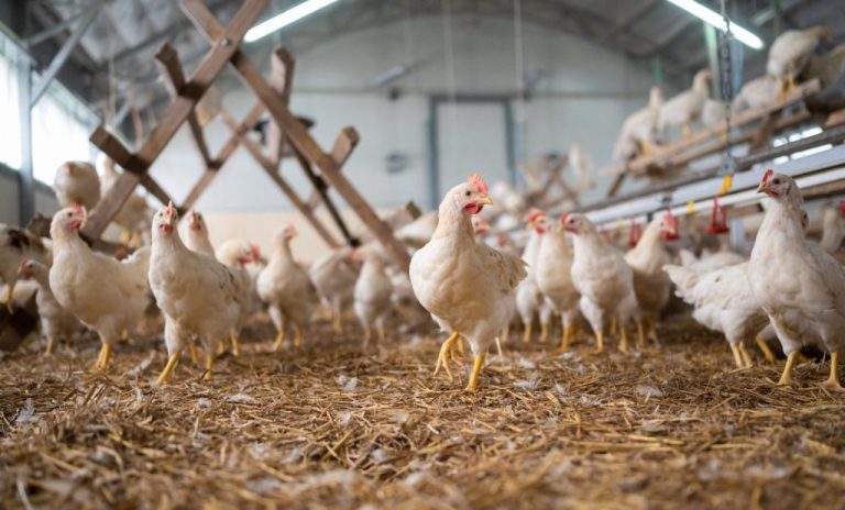 Overall Brazilian chicken meat exports rose in March