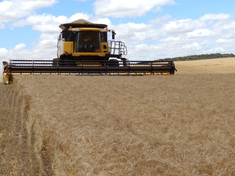 Barley being harvested in Brazil: foreign product in demand to supply Jordan
