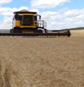 Jordânia abre licitação para comprar cevada