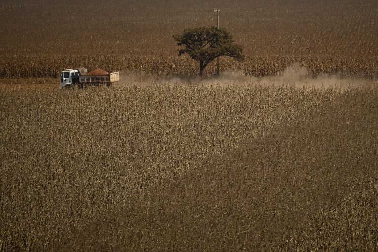 BRASILIA, BRAZIL - AUGUST 22: A general view of a corn field during the harvest period in Brasilia, Brazil August 22, 2023. Brazil anticipates reaching record levels in this year's grain harvest, corn stands out among the crops that have begun to be harvested. Mateus Bonomi / Anadolu Agency (Photo by Mateus Bonomi / ANADOLU AGENCY / Anadolu via AFP)