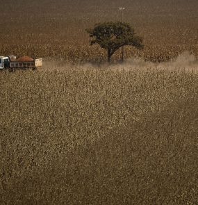Corn among productive crops being harvested in Brazil
