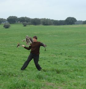 Como treinar seu falcão