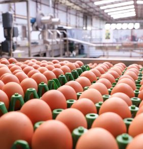 Vendas de ovos: ABPA atribui resultado geral positivo a uma reconfiguração dos destinos do produto