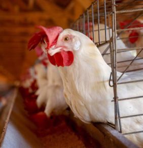 Granja no Paraná: declaração feita pelo governo do brasileiro deverá agilizar negociações para fim de embargos