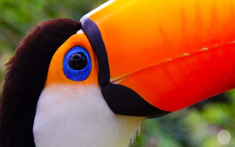 A toucan photographed by Menassa: nature is one of the exhibition themes