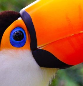 Brasil é tema de exposição em Beirute