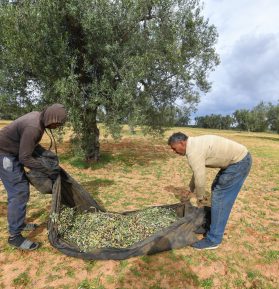 Colheita de azeite na cidade de Menzel Kamel, na Tunísia: principal produto exportado pelo país faturou menos no primeiro semestre