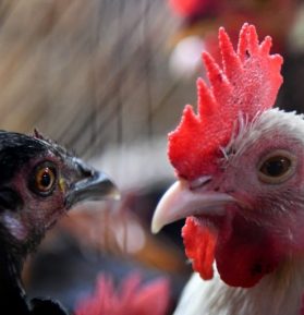 frango-foto-Syed-Mahamudur-Rahman-NurPhoto-AFP-768x512