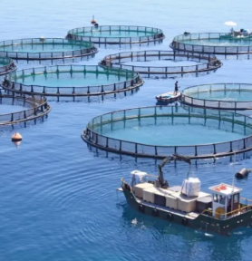 País dispõe de área para exploração de pesca e aquacultura