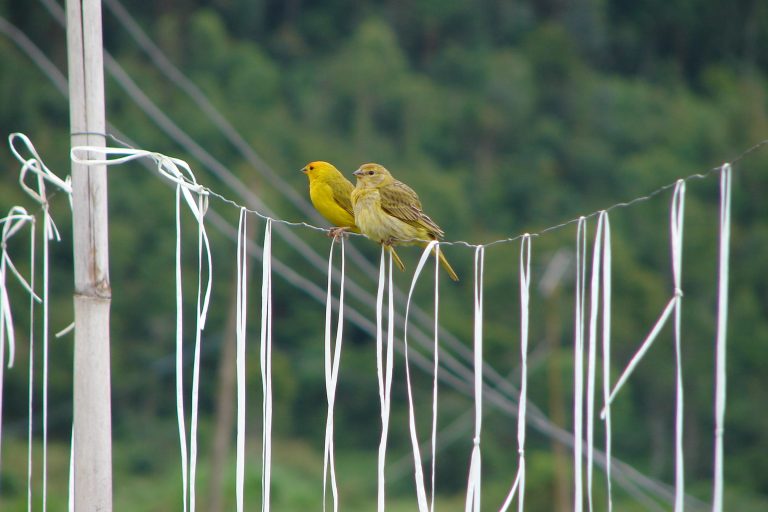Canários-da-terra em fazenda no Rio de Janeiro: acordo não contempla aves para abates nem produção de ovos