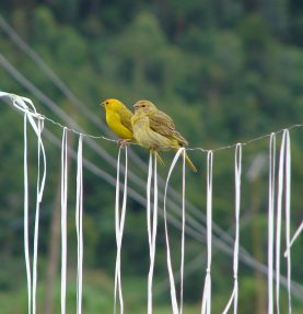 Canários-da-terra em fazenda no Rio de Janeiro: acordo não contempla aves para abates nem produção de ovos 