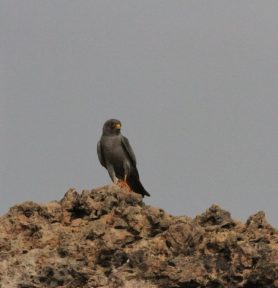 falcoes oman foto ona