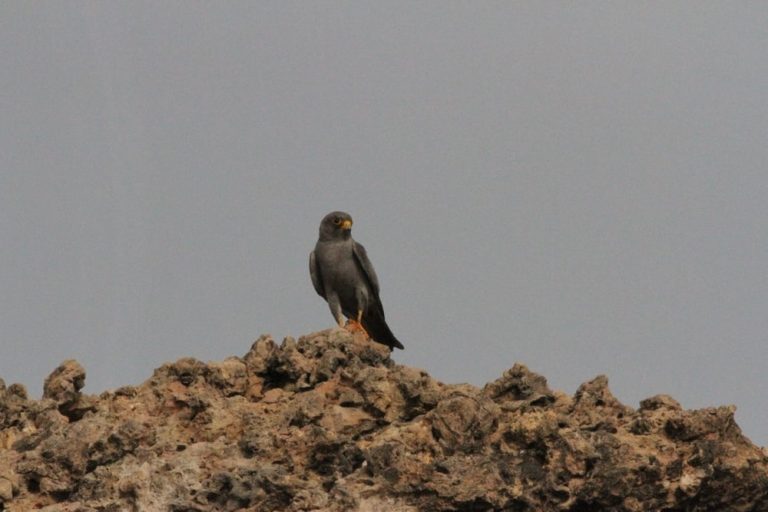 Oman studies falcons in Ad Dimaniyat Islands The sooty falcon is a species of falcon found in the Gulf region