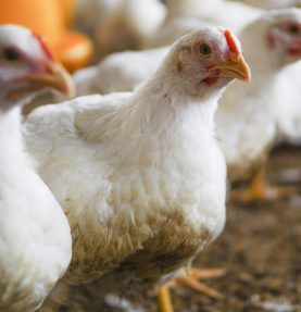 Exportação brasileira de frango cresce 3,9%