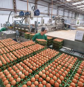 Granja de ovos em unidade de produção no Paraná: Brasil registrou pequeno crescimento nos embarques para os Emirados