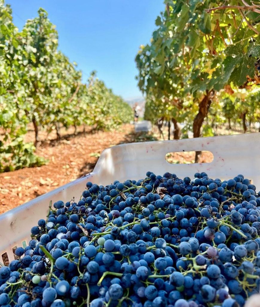 Winery produces with Lebanese and international grapes