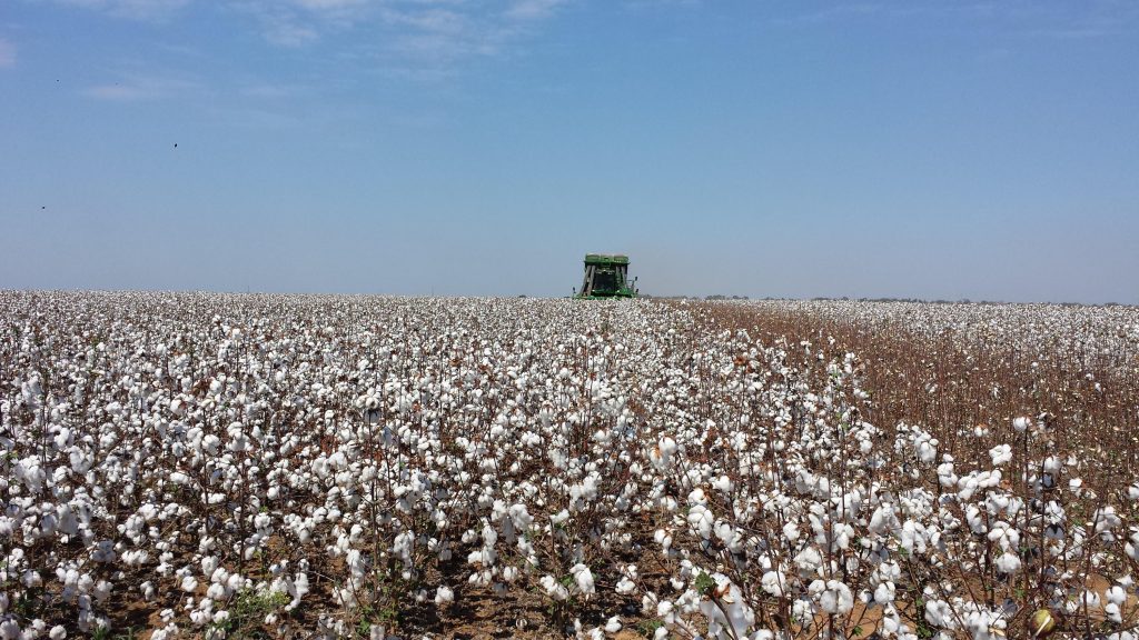 Lavoura de algodão no Brasil: País retomou cultivo quando praga estava controlada e tecnologia elevou rendimento do campo