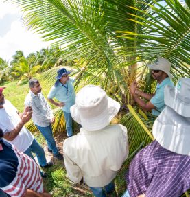 embrapa oma foto saulo coelho