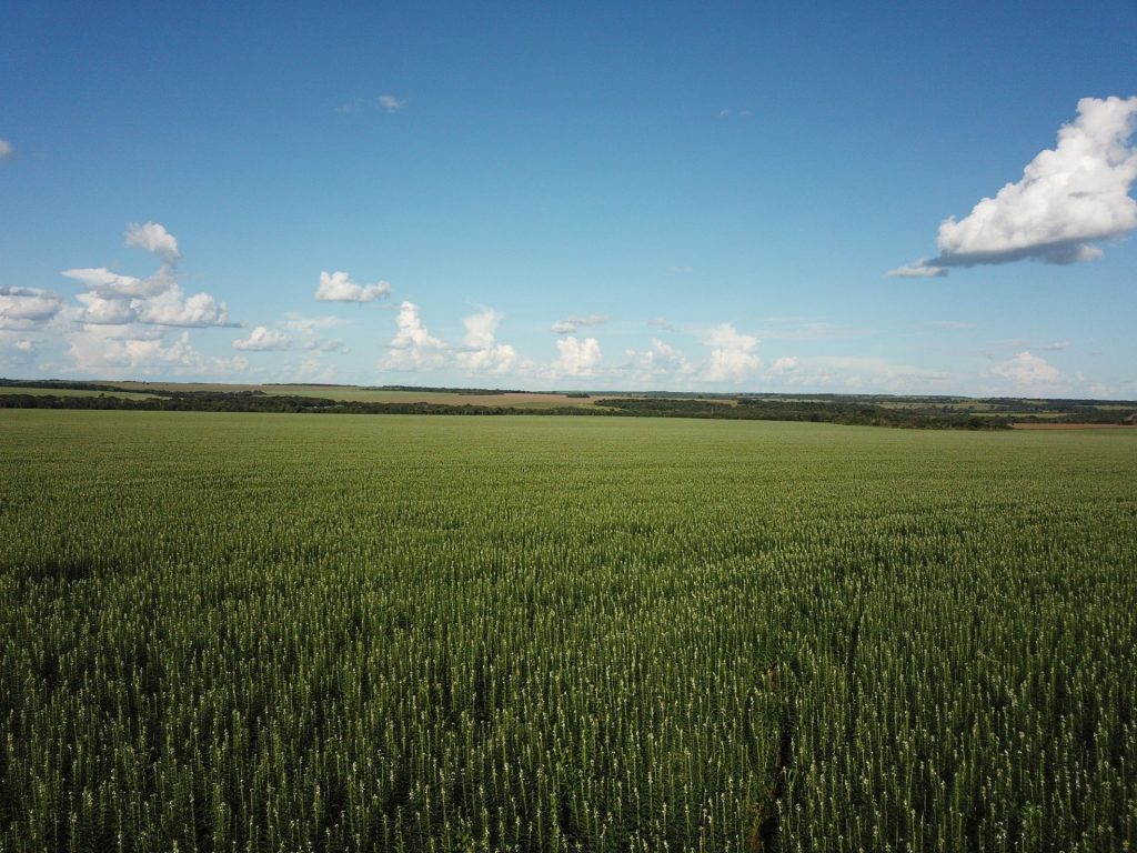 Sesame crops: Brazil becomes a major player