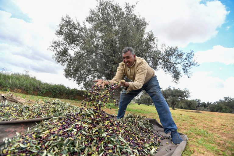 Fitch Ratings raises Tunisia’s rating A farmer harvests olives from a field at Menzel Kamel town, about 40 kilometers west of Tunisia's coastal city of Monastir on December 5, 2024. (Photo by Fethi Belaid / AFP)