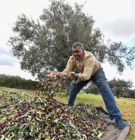 TUNISIA-ECONOMY-AGRICULTURE-OLIVES