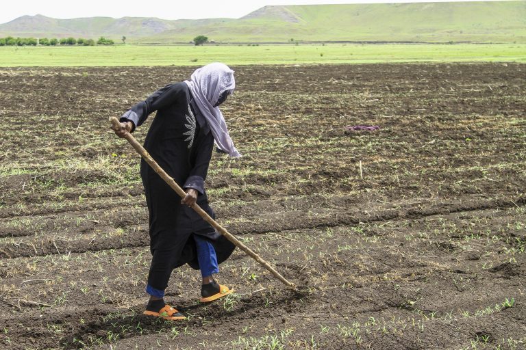 A Sudanese woman works in a field on the outskirts of the eastern city of Gedaref on July 18, 2024. (Photo by AFP)