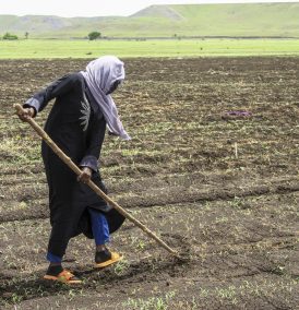 Mulher prepara o plantio em lavoura: conflito afetou a disponibilidade de terras e maquinário