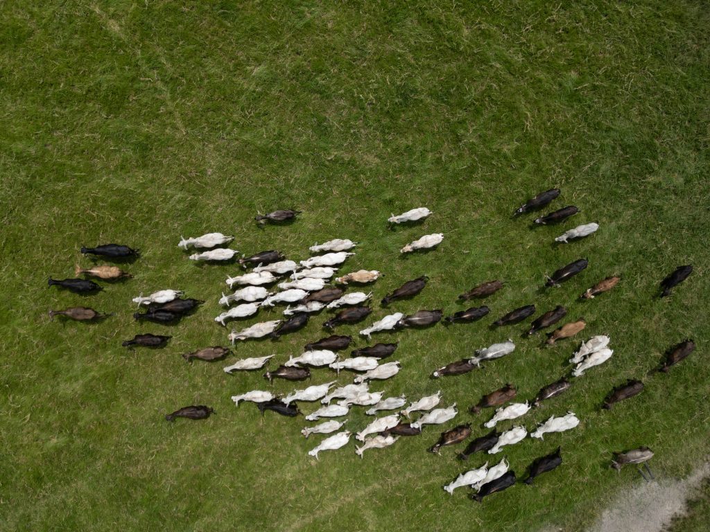 Beef ranks among Pará’s top agricultural export products