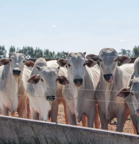 Exportação de carne bovina registrou expansão em setembro e acumula alta no ano