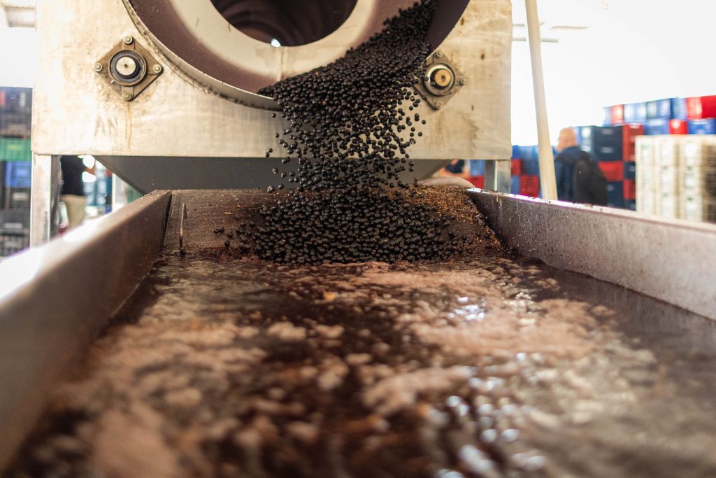 Açaí is processed by the Tomé-Açu cooperative