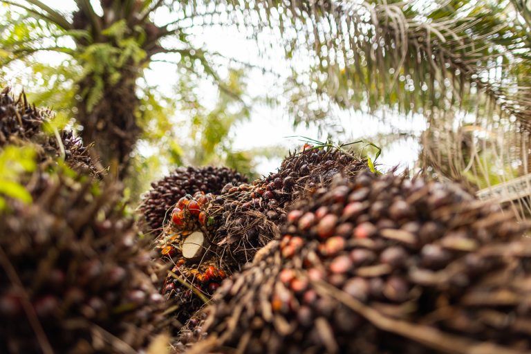 The agroforests of Tomé-Açu Palm is produced in Tomé-Açu on land that also contains forest species
