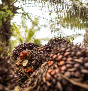 The agroforests of Tomé-Açu