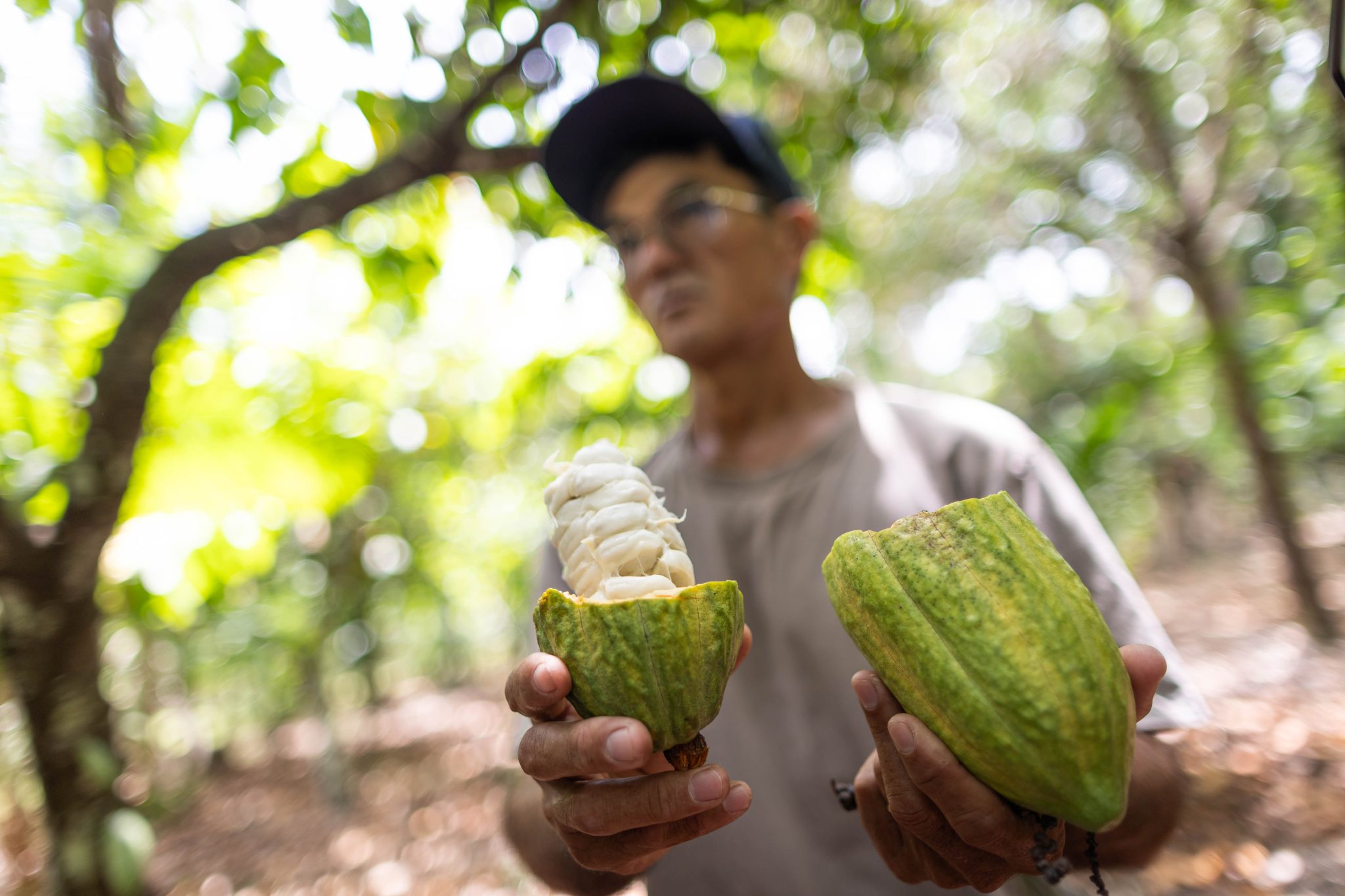 Farmer showcases agroforestry cocoa in Pará state