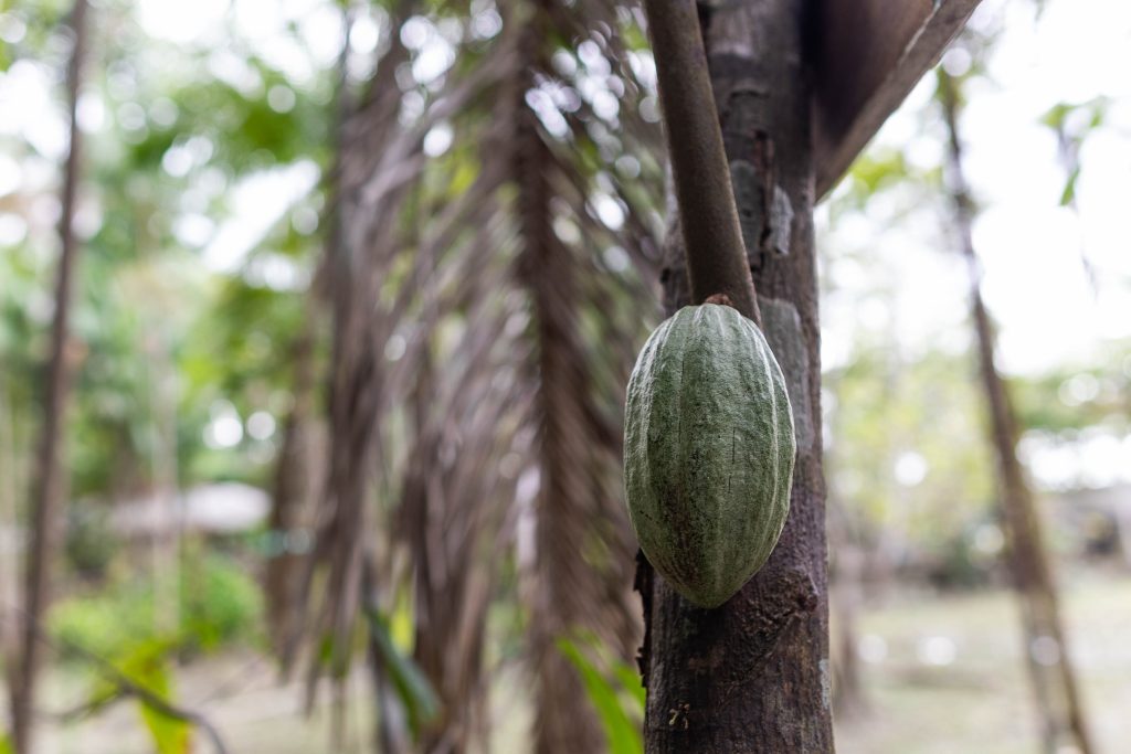 Cocoa grows in the forest