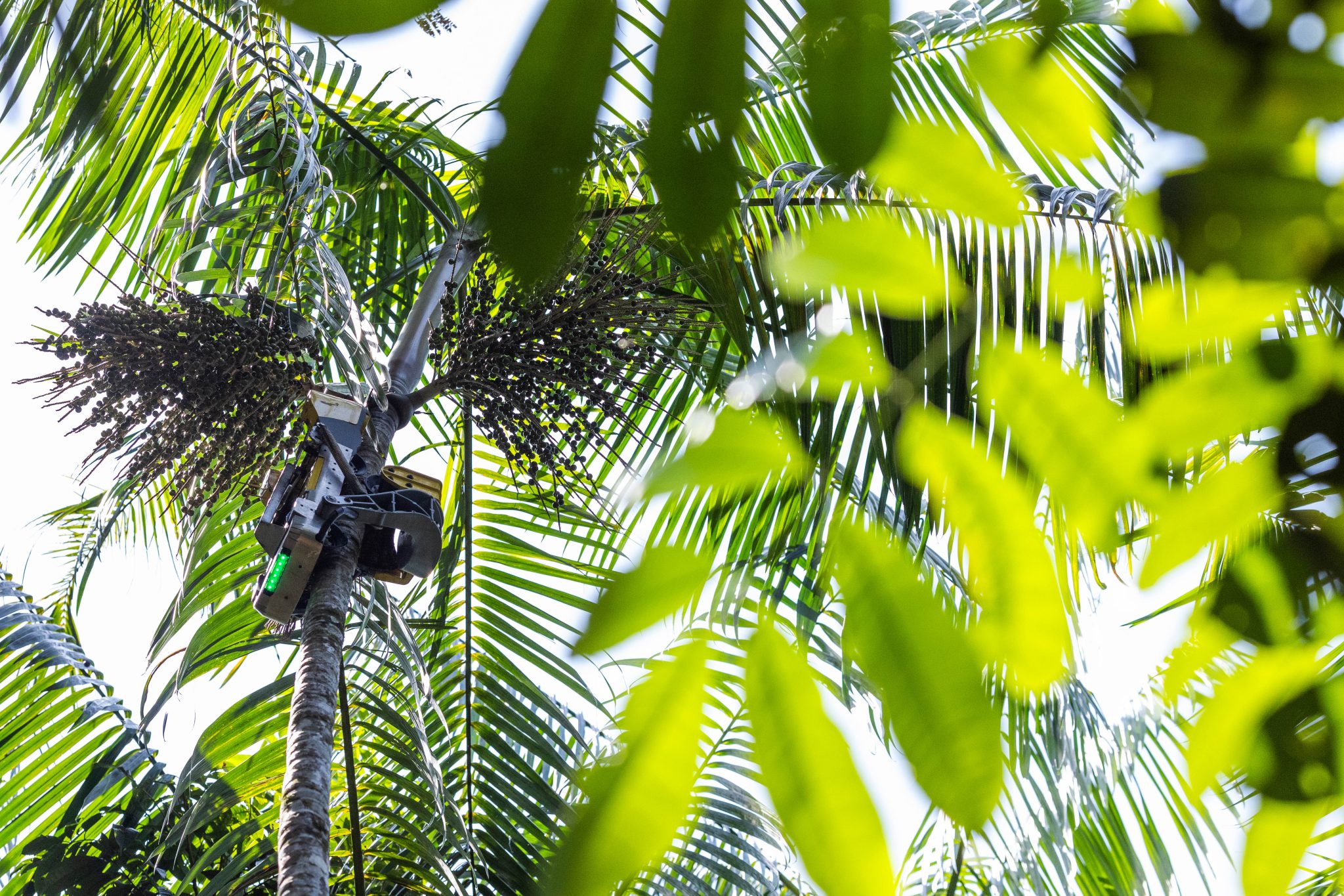 The equipment harvests açaí directly from the tree, boosting productivity