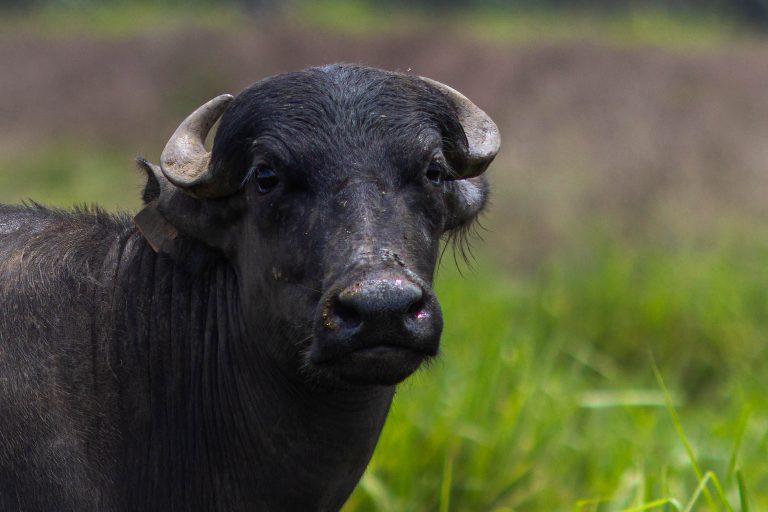 Buffalo from Terê-Tauá Farm: The site receives animals for genetic improvement and fattening