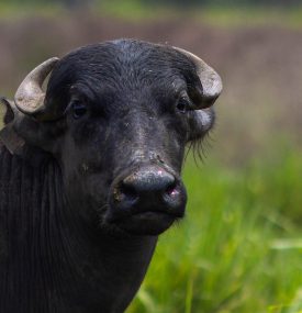 bufalo animal