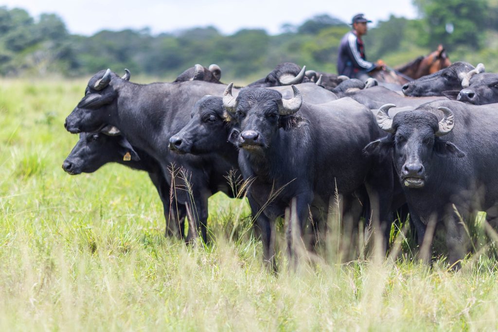 Breeding operations: between Terê-Tauá Farm and Marajó Island