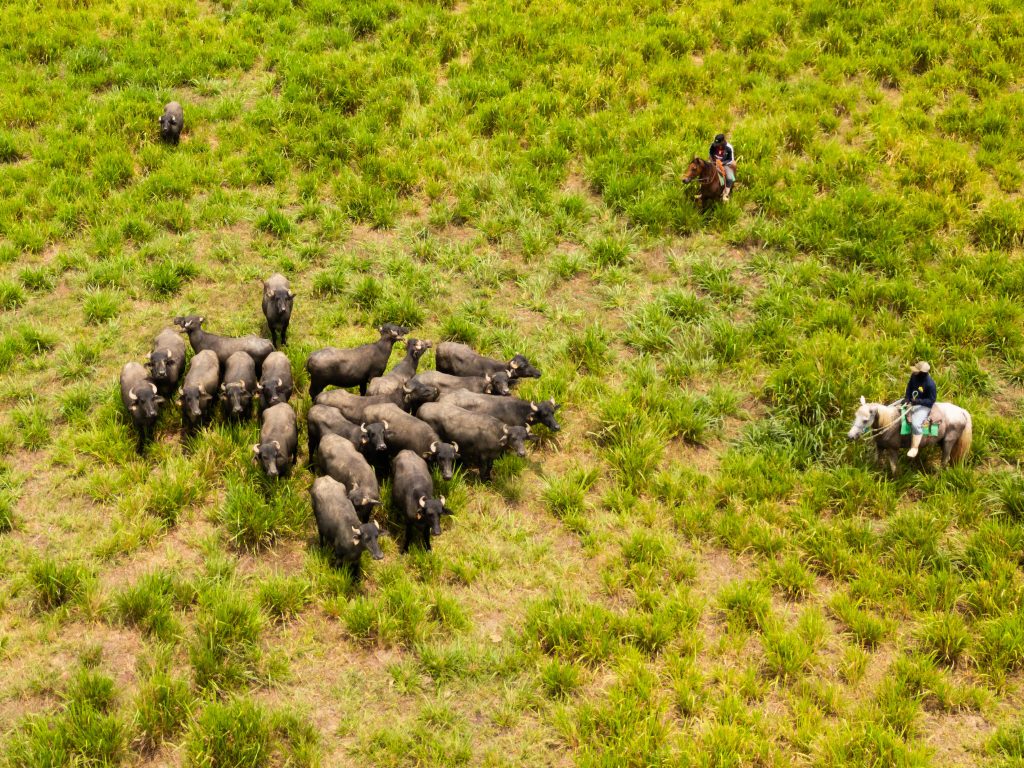 Aruans Group has 10,000 head of buffalo