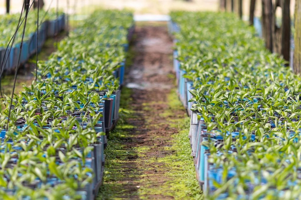 Seedlings: Research led to higher productivity