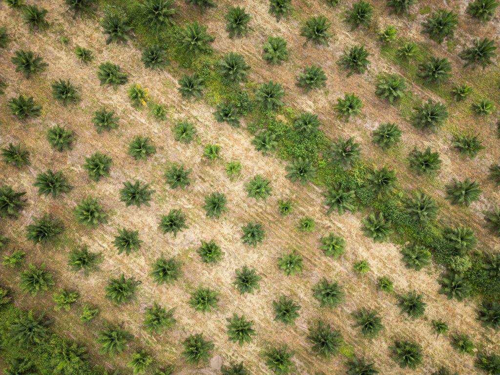 Denpasa produces palm oil from hybrid varieties