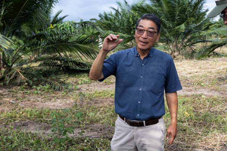 Roberto Yokoyama, da Denpasa, mostra plantação de dendê no Pará