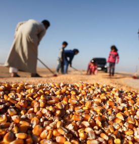Corn harvest in Syria's Tell Abyad