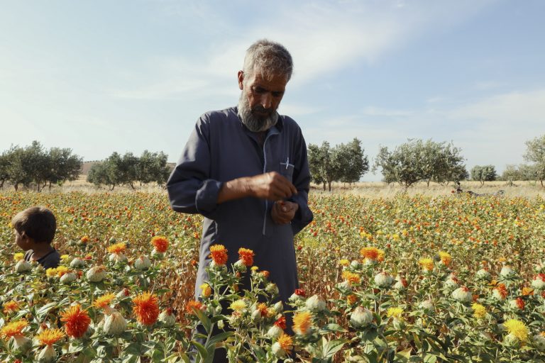 Syria seeks World Bank support for agriculture A man picks safflower flowers by hand in the al-Roj Plain, Idlib, Syria on May 23, 2025. Farmers harvest the flowers to be used in spice production, dyeing, and oil extraction. (Photo by Omar Albaw / Middle East Images via AFP)