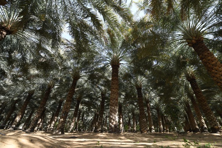 A picture shows palm trees in a field in the desert oasis of Al-Ain, in the United Arab Emirates, on February 13, 2020. The insect, which is native to Asia and a few centimetres in length, infiltrates the interior of the stipe -- the false trunk of the palm -- and produces hundreds of larvae which feed on the soft tissue inside, ultimately killing their host. The bug, which is also a pest in coconut and oil palm plantations, began infesting date palms in the Middle East over the past two decades, before creeping across Africa and Europe. (Photo by KARIM SAHIB / AFP)