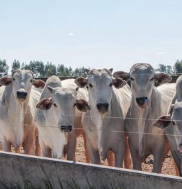 Mauritânia abre mercado para embrião bovino