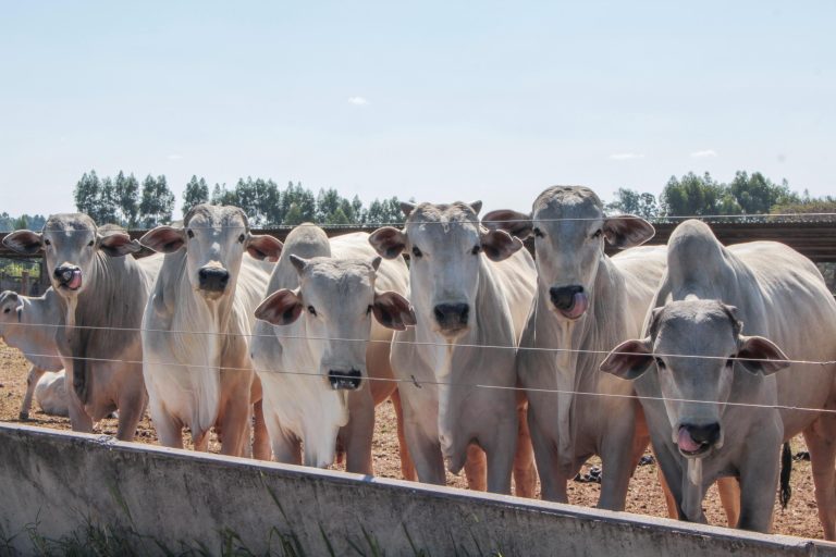 UAE opens market to Brazil’s bovine embryos Decision recognizes the quality of the Brazilian cattle herd, according to the ministry