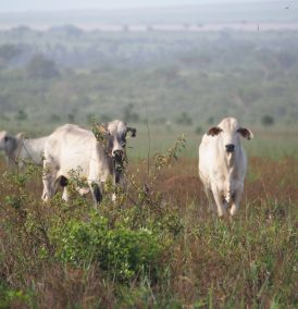 Carne bovina: compras árabes crescem mais que 176%