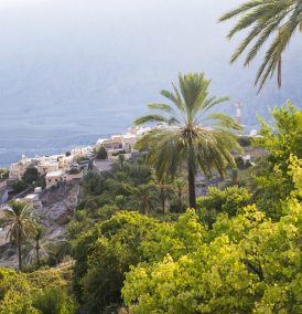 Omã plantou mais de 800 mil árvores